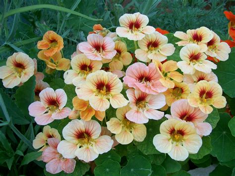 Nasturtium, mixed Nasturtium seed pack from Walgreen's | Nasturtium ...