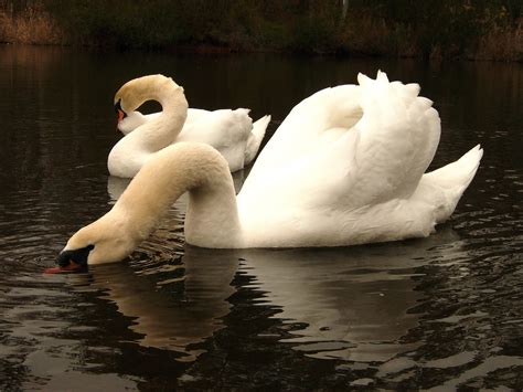 Swans On Lake Pictures, Photos, and Images for Facebook, Tumblr ...