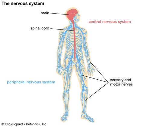 Nervous Tissue Diagram