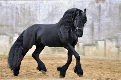 Friesian Horse | Güzel atlar, Friesian atı, Friesian