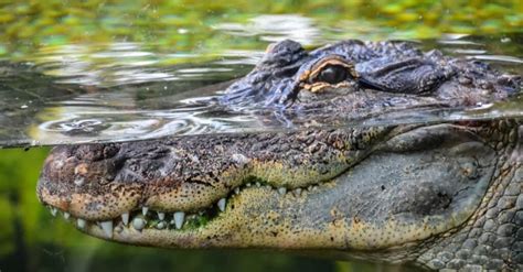 American Crocodile vs American Alligator: What’s the Difference? - IMP ...