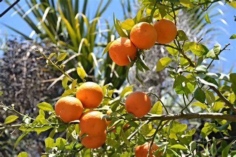 Best Places To Pick Oranges In Central Florida