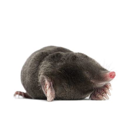 Mole Identification, Habits & Behavior | Active Pest Control - Pest ...