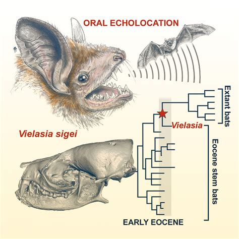 50-Million-Year-Old Bat Skull Supports Early Origin of Echolocation ...