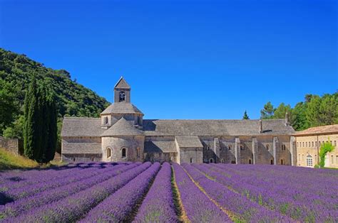 Lavender Fields France | Riviera Bar Crawl Tours - French Riviera