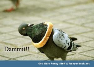 Funny Quotes About Pigeons. QuotesGram