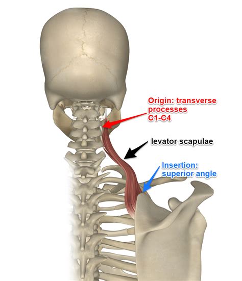 The Levator Scapulae Muscle | Scapula, Muscle anatomy, Medical anatomy