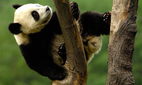 Living among the trees: Five animals that depend on forests