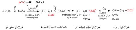 Propionic Acid Pathway - USMLE Strike | 100% Best Guide