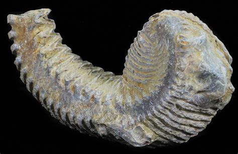 Cretaceous Fossil Oyster (Rastellum) - Madagascar (#54481) For Sale ...