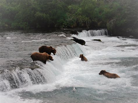 Anchorage Aero - Brooks Falls Bear Viewing, Katmai National Park