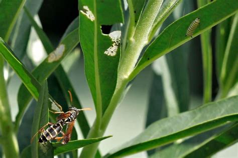 Growing Swan Plant (Milkweed) for Monarchs - Green in Real Life