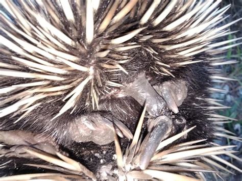 Echidnas on the move as breeding season begins – Bundaberg Now