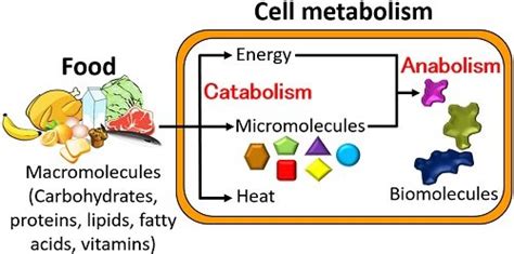 Difference Between Anabolism and Catabolism (with Comparison Chart ...