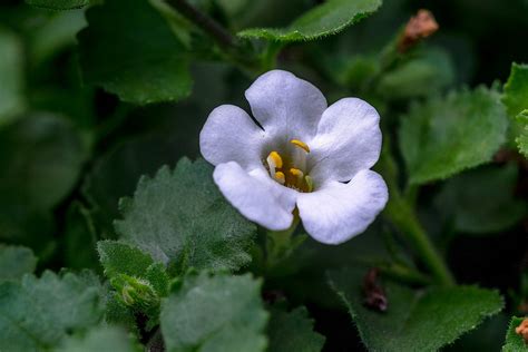 Chaenostoma cordatum 😊 (botanical portrait) | Chaenostoma c… | Flickr