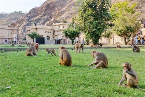 Monkey Temple Jaipur 🐵 SECRET way to get there 🐵 Backpacking Rajasthan ...