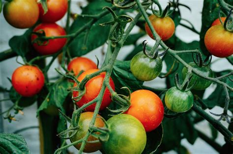 Growing Tomatoes in NE Florida | Edible Northeast Florida