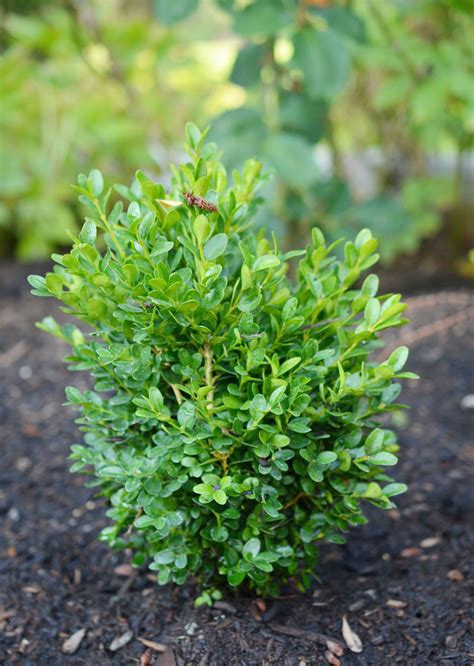 Planting A Boxwood Hedge With #heyswansons — Seattle's Favorite Garden ...