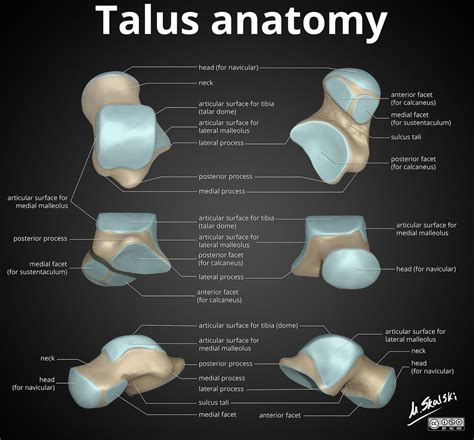 Anatomy of the talus | Radiology Case | Radiopaedia.org | Bones and ...