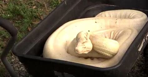 Slithery Surprise! Rare albino boa constrictor captured outside Naples ...