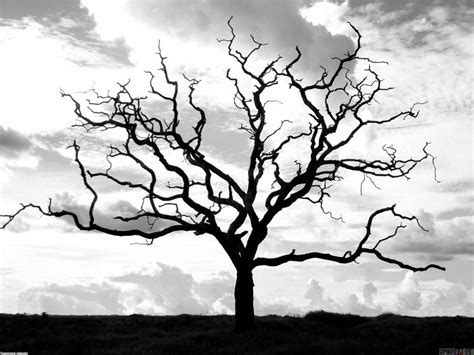 🔥 Dead Tree Black And White Background HD Download | CBEditz