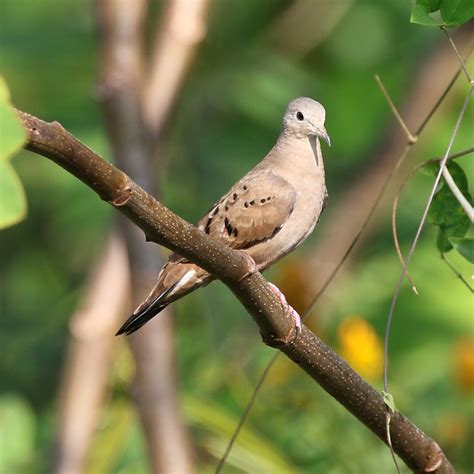 Ruddy Ground-Dove, female, Rio Rincon, 16 Jan 2016 | Flickr