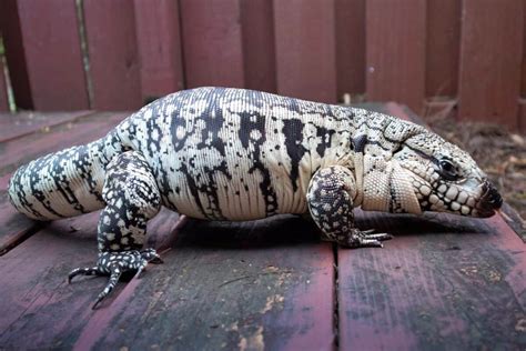 Blue Tegu | Information, Facts & Care Guide (With Pictures)