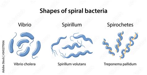 Shapes of spiral bacteria: vibrio, spirillum and spirochetes on ...