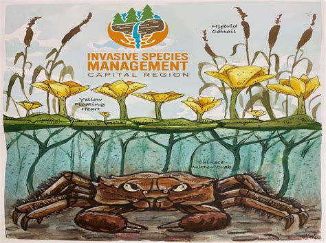 Reed Winner of Capital Region Prism Invasive Species Poster Contest ...