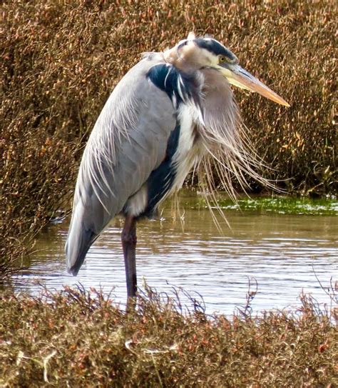 The Great Blue Heron Compared With the Great Egret - MCRCD