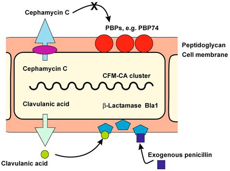 IJMS | Free Full-Text | Penicillin-Binding Proteins, β-Lactamases, and ...