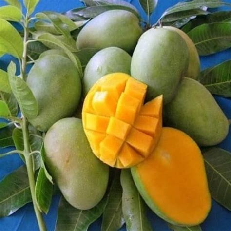 Jual Bibit Pohon Mangga Arum Manis - Tanaman Buah Mangga Harum Manis Kw ...