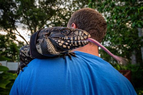 Argentine Tegu Full Grown / Colombian tegus are carnivorous, meaning ...