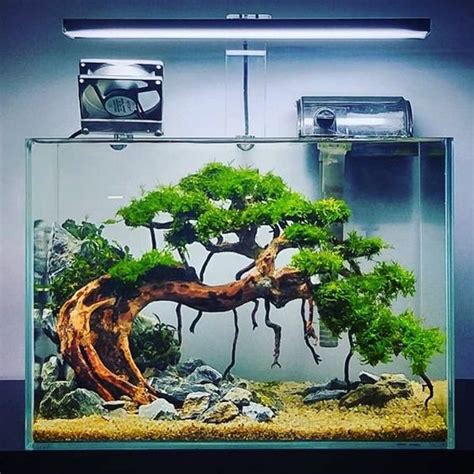 Bonsai Aquascape Ideas - Aquascape Ideas