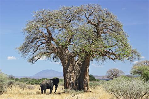 File:Baobab and elephant, Tanzania.jpg - Wikimedia Commons