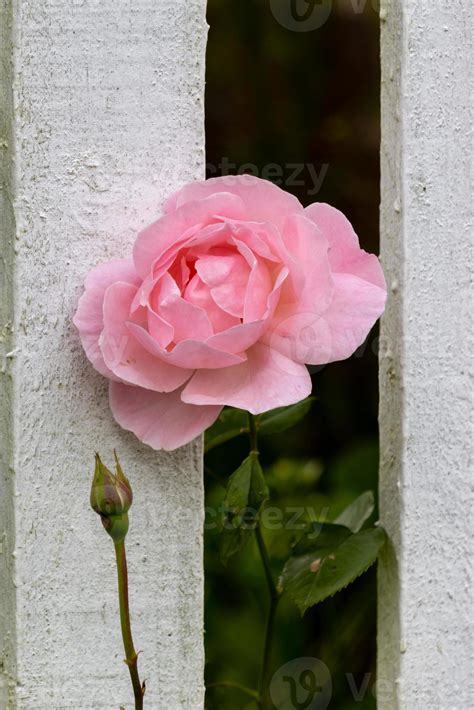 Pink Rose flowering through a white wooden fence 6652516 Stock Photo at ...