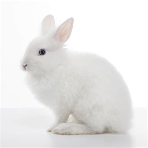 🔥 [70+] White Rabbit Wallpapers | WallpaperSafari