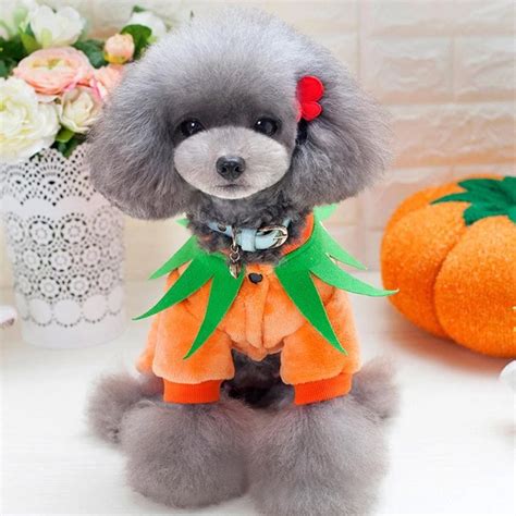 Halloween Dog Pumpkin Costume – It's Okay To Be Weird | Dog pumpkin ...