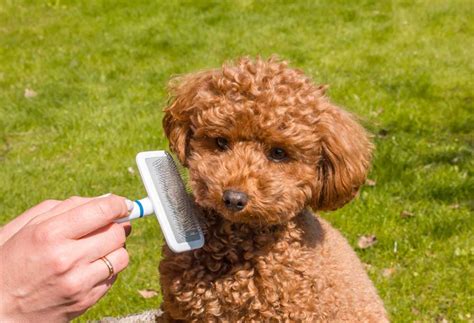 How to Groom a Toy Poodle Teddy Bear Cut? - PatchPuppy.com