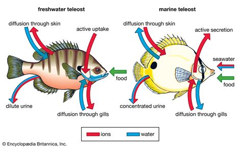 Top 24 How Do Gills Work On Fish Update