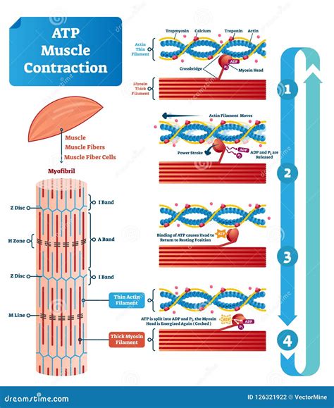 Contraction Cartoons, Illustrations & Vector Stock Images - 5009 ...