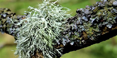 Lichen has a lot to tell you about your trees