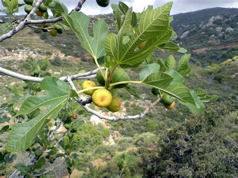 Wild figs ripening and waiting to be picked..