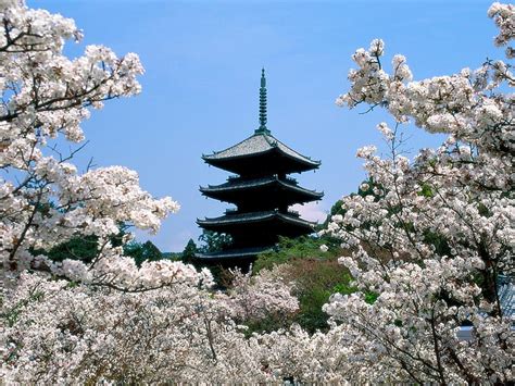 Japan - Kyoto, japan, kyoto, cherry blossoms, HD wallpaper | Peakpx