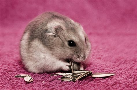 Hamster HD Wallpaper | Achtergrond | 2560x1700