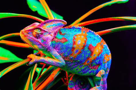 To Communicate Across Cultures, Be a Chameleon - Fluency Corp