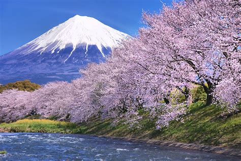 Photographing Sakura in Japan: Scenic Spots & Pro Photography Tips (1)