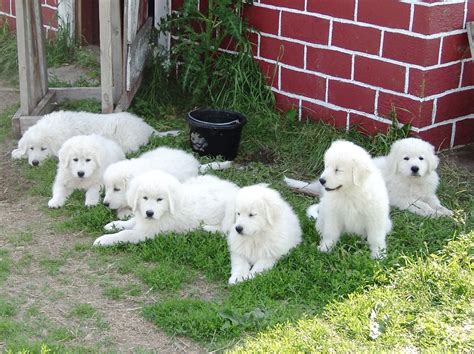 Available Puppies - Stoneybrook Maremma Sheepdogs