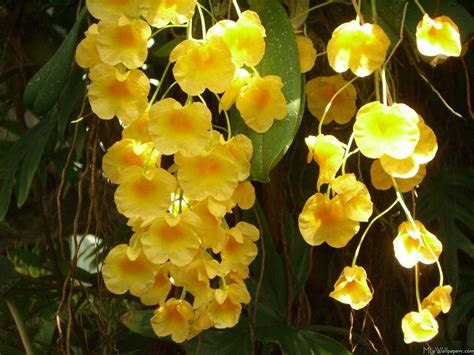 MLeWallpapers.com - Hanging Yellow Orchids