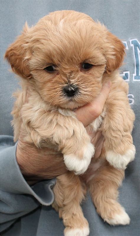 dogsandpupsdaily | Shih poo puppies, Cute dogs and puppies, Cute puppies